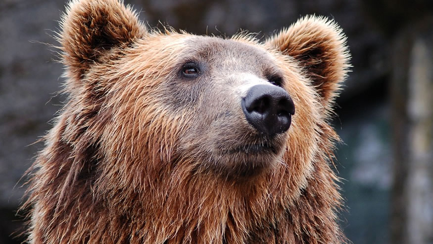 Qual é a puxada do urso no jogo do bixo?