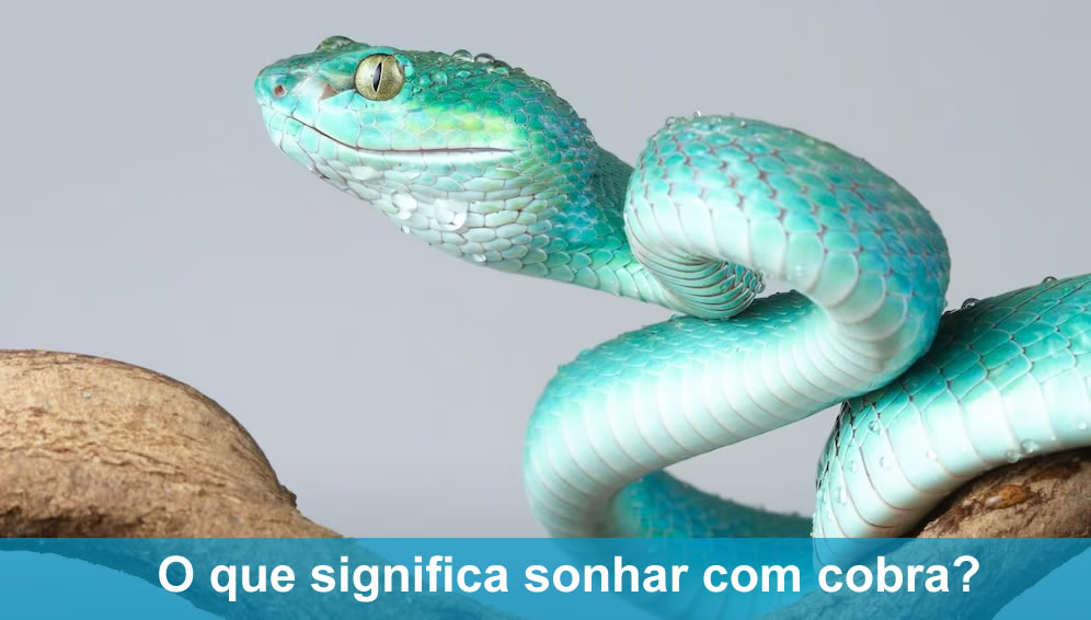 Significado de sonhar com cobra